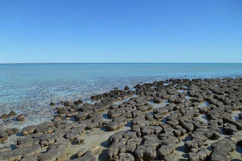 Hamelin Pool Caravan Park - Darwin Tourism 4