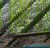 Daintree Crocodylus - Darwin Tourism