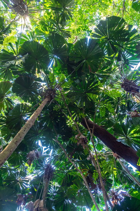 Cape Tribulation Beach House - Darwin Tourism 4