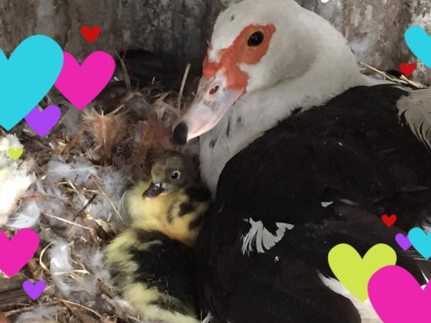 Bush Retreat Farm House - Darwin Tourism 4