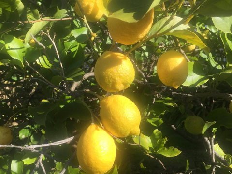 Bush Retreat Farm House - Darwin Tourism 6