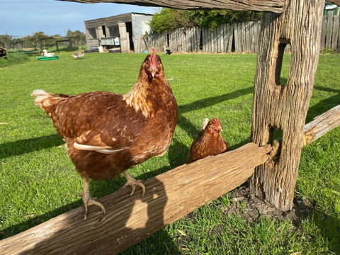 Bush Retreat Farm House - Darwin Tourism 1