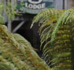 The Wombat Cottage - Darwin Tourism