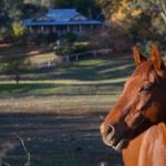 Historic Oak Hill House Estate Truffle Gourmet Festival Region - Darwin Tourism 0