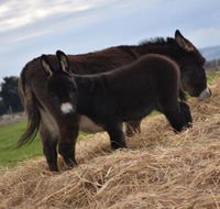 Malakai Farm Stay - Darwin Tourism