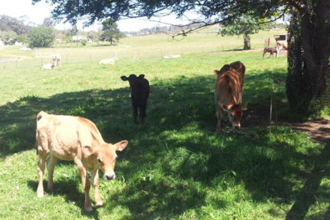 Appin Homestay B & B - Darwin Tourism 2