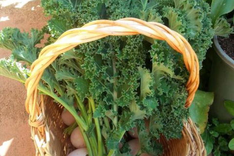 Appin Homestay B & B - Darwin Tourism 4