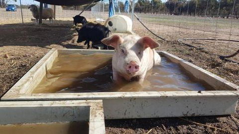 A Better Life Animal Sanctuary FarmStay Private Two Bedrooms Lounge Room & Bathroom & Toilet Shared Kitchen - Darwin Tourism 2
