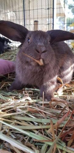 A Better Life Animal Sanctuary FarmStay Private Two Bedrooms Lounge Room & Bathroom & Toilet Shared Kitchen - Darwin Tourism 5