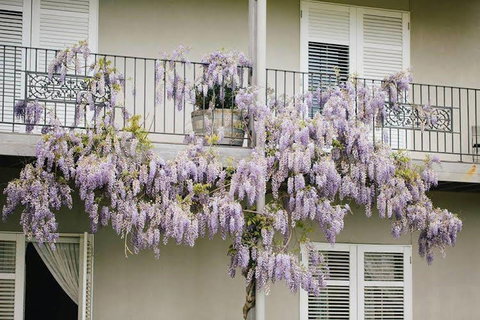 Lindenwarrah At Milawa - Darwin Tourism 4