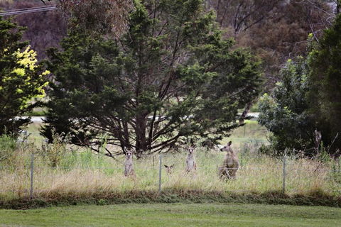 BATHURST GOLDFIELDS MOTEL On MOUNT PANORAMA - Darwin Tourism 6