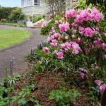 Cuckoo TAS Darwin Tourism