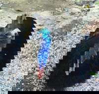 Licuala Lodge - Darwin Tourism