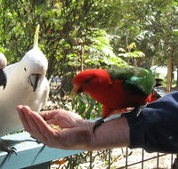 Lorne Bush House Cottages  Eco Retreats - Darwin Tourism