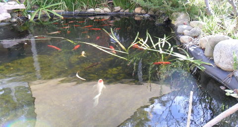 Settlement Motor Inn, Deniliquin - Darwin Tourism 3