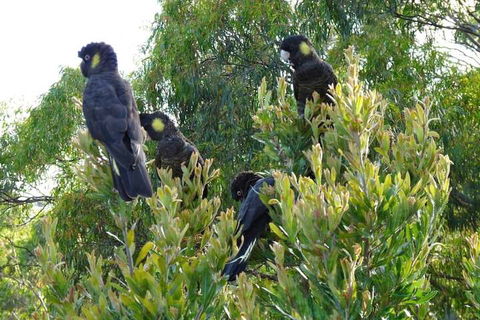 Eagles Rise Tasmania - Darwin Tourism 5
