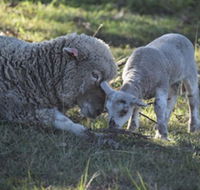 Clandulla Cottages - Darwin Tourism