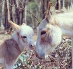 Donkey Tales Farm Cottages - Darwin Tourism