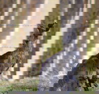 Bella Wind Bed  Breakfast - Darwin Tourism