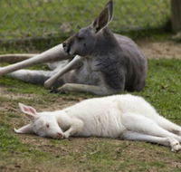A Twist of Willow - Darwin Tourism
