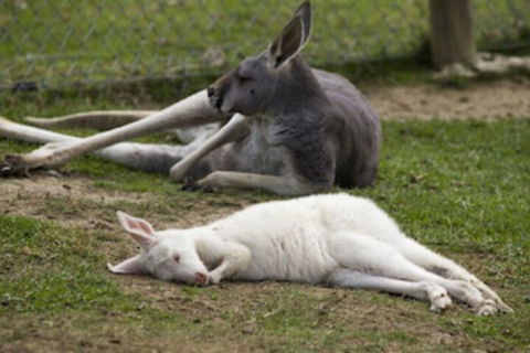 A Twist Of Willow - Darwin Tourism 0