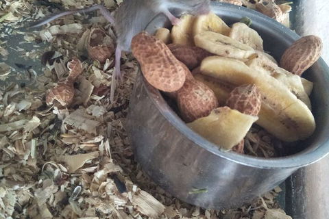 A Twist Of Willow - Darwin Tourism 6