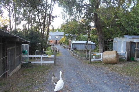 A Twist Of Willow - Darwin Tourism 1