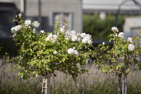 The Nest At Gundaroo - Darwin Tourism 4