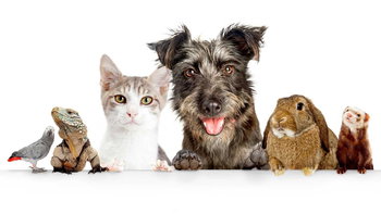 Tourism Listing Partner Gold Coast Vets