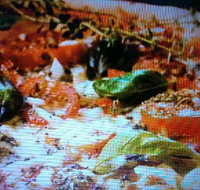 Alfio's Pizzeria - Darwin Tourism