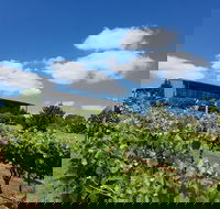Traralgon Vineyard - Darwin Tourism