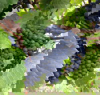 Marcus Hill Vineyard - Darwin Tourism
