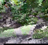 Nick Haselgrove Wines - Darwin Tourism