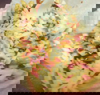 Massive Wieners - Darwin Tourism