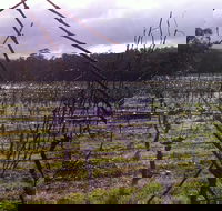 Darlington Vineyard - Darwin Tourism