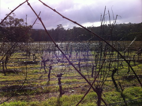 Darlington Vineyard - Darwin Tourism 0