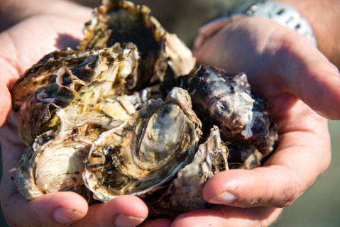 Freycinet Marine Farm - Darwin Tourism 2