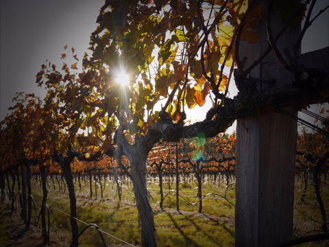 Pyramids Road Wines - Darwin Tourism 0