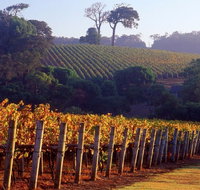 Maiolo Wines and Vineyard - Darwin Tourism