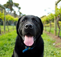 Every Man and His Dog Vineyard - Darwin Tourism