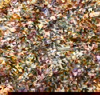 Mitch's Pizza  Pasta - Darwin Tourism