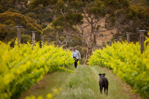 Islander Estate Vineyards - Darwin Tourism 1