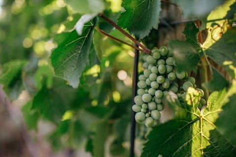 Paramoor Winery - Darwin Tourism 1