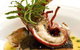Flutes Restaurant - thumb 11