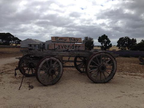 Emu Bay Lavender - Darwin Tourism 0
