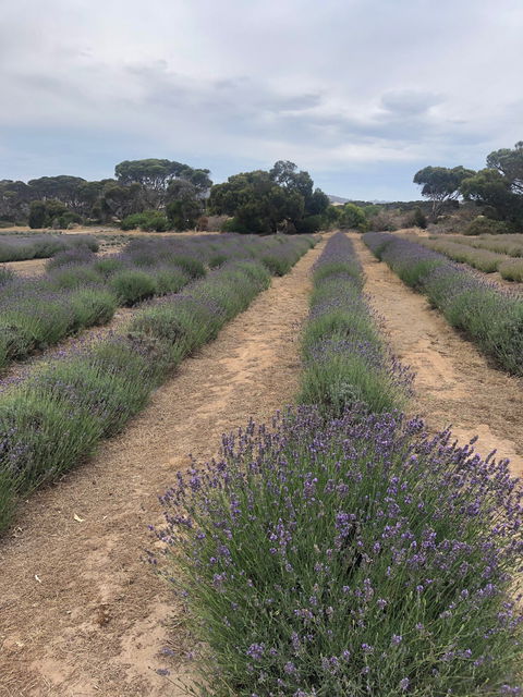 Emu Bay Lavender - Darwin Tourism 2