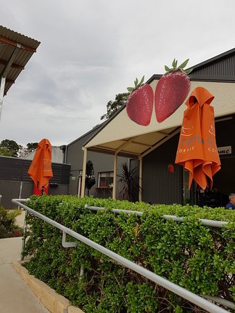 Green Valley Strawberries - Darwin Tourism 0