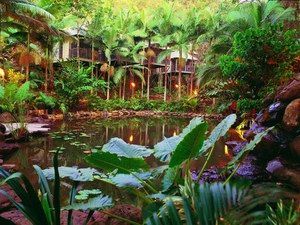 Daintree QLD Darwin Tourism