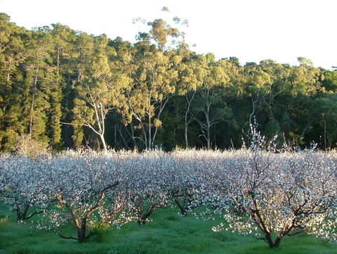 Taralee Orchards - Darwin Tourism 5