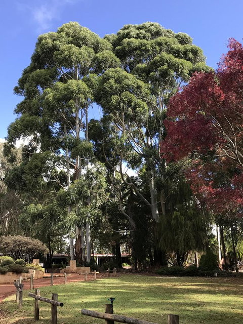 Forest Lodge Resort - Darwin Tourism 15